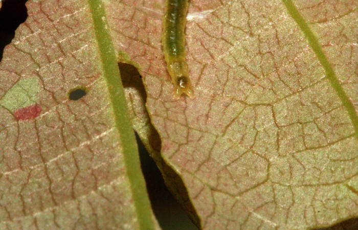 Figura 3. Parte posterior <i>Amorbia decerptana</i>, (Crambidae), en la planta <i>Rourea schippii</i> (Connaraceae). Sector Rincon Rain Forest. Sendero Albergue Cracter, (elevación 980 metros). Colectada 16 mayo 2010. (10-SRNP-2472-DHJ470671.jpg).