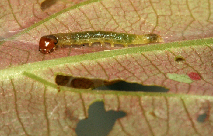 Figura 4. Cabeza <i>Amorbia decerptana</i>, (Crambidae), en la planta <i>Rourea schippii</i> (Connaraceae). Sector Rincon Rain Forest. Sendero Albergue Cracter, (elevación 980 metros). Colectada 16 mayo 2010. (10-SRNP-2472-DHJ470674.jpg).
