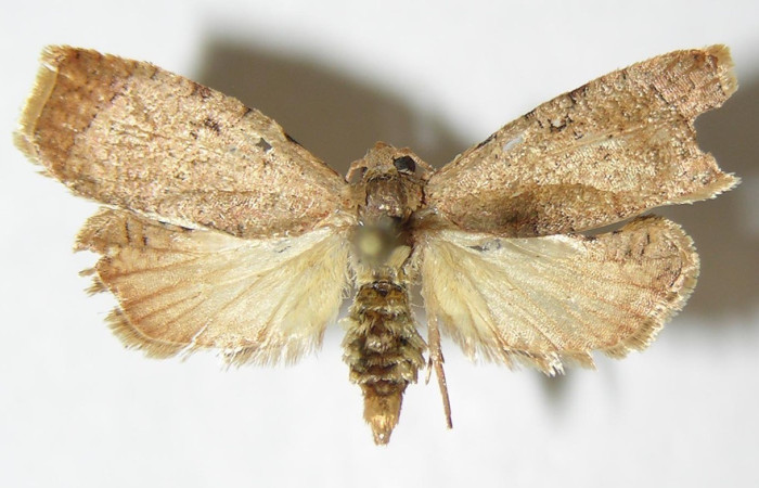Figura 5. Adulto <i>Amorbia decerptana</i> (Erebidae), posición vista dorsal. (05-SRNP-1106-DHJ342252).