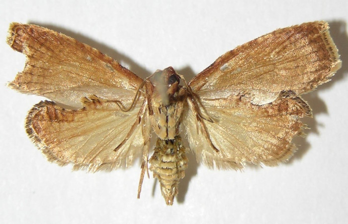 Figura 6. Adulto <i>Amorbia decerptana</i> (Erebidae), posición vista ventral. (05-SRNP-1106-DHJ342253).