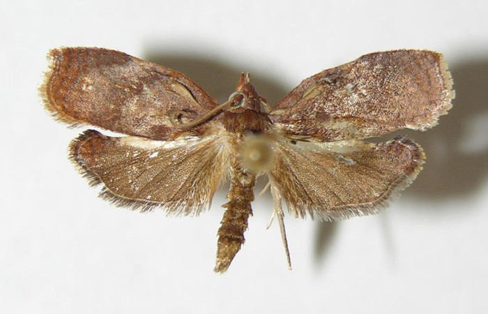 Figura 9. Adulto <i>Amorbia productana</i> (Crambidae), posición vista dorsal. (00-SRNP-1035-DHJ339118).