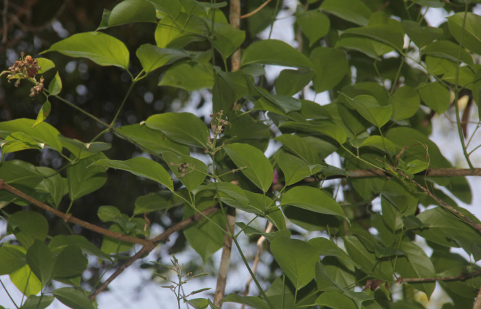 Fig.01. Follaje de Fridericia chica (Bignoniaceae), Area Conservación Guanacaste, Estación Pitilla. Fotografía: Calixto Moraga, 25 May 2024.