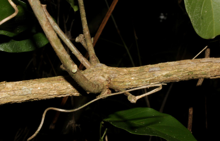 Fig.02. Tallo de <i>Fridericia chica</i>, (Bignoniaceae), Area Conservación Guanacaste, Estación Pitilla. Fotografía: Calixto Moraga, 28 Setiembre 2024.
