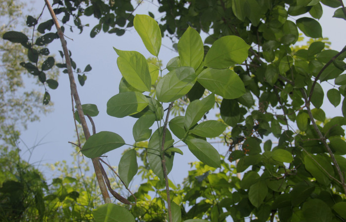 Fig.03. Follaje de <i>Fridericia chica</i>, (Bignoniaceae), Area Conservación Guanacaste, Estación Pitilla. Fotografía: Calixto Moraga, 28 Setiembre 2024.