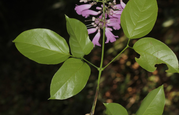 Fig.04. Hoja de <i>Fridericia chica</i>, (Bignoniaceae), Area Conservación Guanacaste, Estación Pitilla. Fotografía: Calixto Moraga, 25 May 2024.