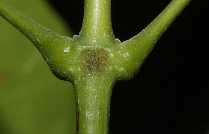 Fig.05. Base de peciolos de <i>Fridericia chica</i>, (Bignoniaceae), Area Conservación Guanacaste, Estación Pitilla. Fotografía: Calixto Moraga, 25 May 2024.