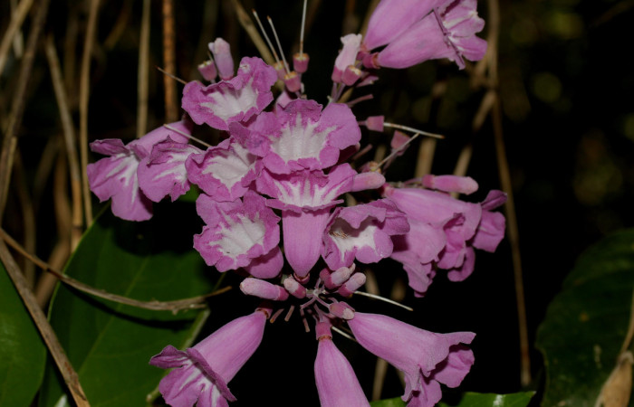 Fig.06. Flores de <i>Fridericia chica</i>, (Bignoniaceae), Area Conservación Guanacaste, Estación Pitilla. Fotografía: Calixto Moraga, 25 May 2024.