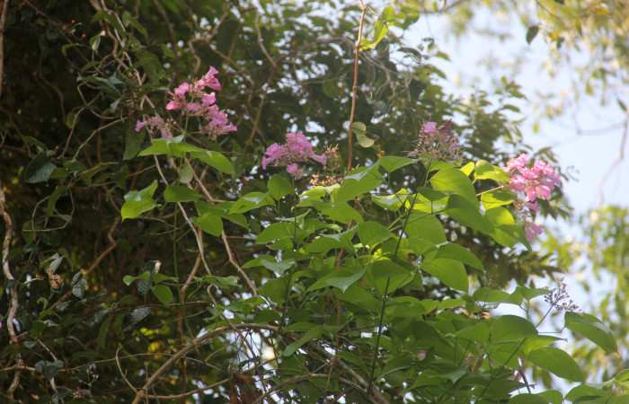 Fig.07. Floración de <i>Fridericia chica</i>, (Bignoniaceae), Area Conservación Guanacaste, Estación Pitilla. Fotografía: Calixto Moraga, 25 May 2024.