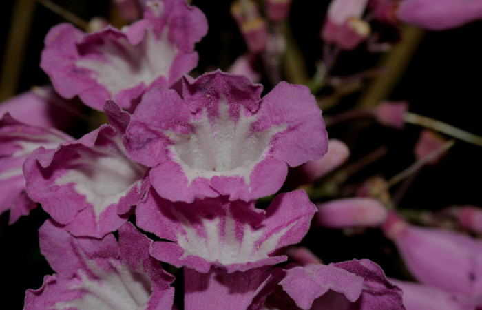 Fig.08. Vista de flor de <i>Fridericia chica</i> frontalmente, (Bignoniaceae), Area Conservación Guanacaste, Estación Pitilla. Fotografía: Calixto Moraga, 25 May 2024.