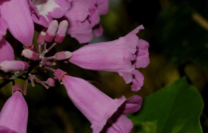 Fig.09. Vista de flor de <i>Fridericia chica</i> lateralmente, (Bignoniaceae), Area Conservación Guanacaste, Estación Pitilla. Fotografía: Calixto Moraga, 25 May 2024.