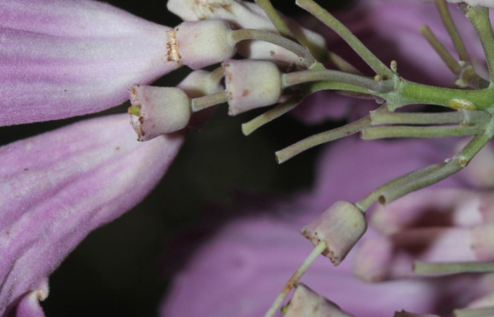Fig.10. Flores fecundadas de <i>Fridericia chica</i> (Bignoniaceae), Area Conservación Guanacaste, Estación Pitilla. Fotografía: Calixto Moraga, 25 May 2024.