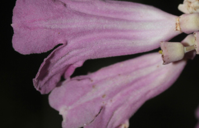 Fig.11. Flores de <i>Fridericia chica</i> lateralmente, (Bignoniaceae), Area Conservación Guanacaste, Estación Pitilla. Fotografía: Calixto Moraga, 25 May 2024.
