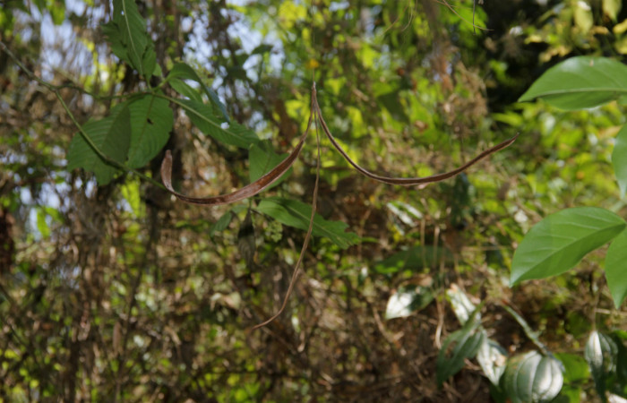 Fig.12. Fruto viejo de <i>Fridericia chica</i> colgante, (Bignoniaceae), Area Conservación Guanacaste, Estación Pitilla. Fotografía: Calixto Moraga, 25 May 2024.
