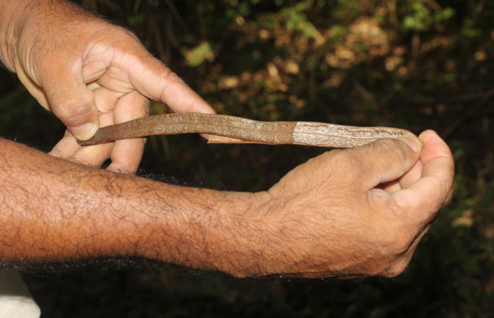 Fig.13. Muestra de fruto seco de <i>Fridericia chica</i>, (Bignoniaceae), Area Conservación Guanacaste, Estación Pitilla. Fotografía: Calixto Moraga, 25 May 2024.