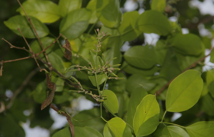 Fig.14. Crecimiento de frutos de <i>Fridericia chica</i>, (Bignoniaceae), Area Conservación Guanacaste, Estación Pitilla. Fotografía: Calixto Moraga, 25 May 2024.