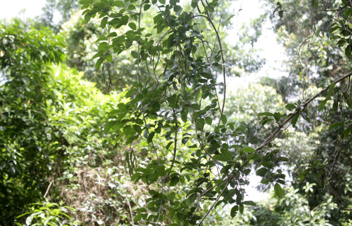 Fig.15. Frutos de <i>Fridericia chica</i>, (Bignoniaceae), Area Conservación Guanacaste, Estación Pitilla. Fotografía: Calixto Moraga, 28 Set 2024.