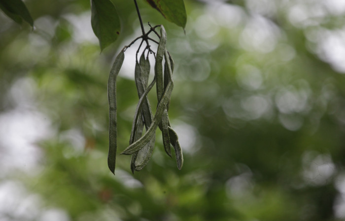 Fig.16. Frutos de <i>Fridericia chica</i>, (Bignoniaceae), Area Conservación Guanacaste, Estación Pitilla. Fotografía: Calixto Moraga, 28 Set 2024.