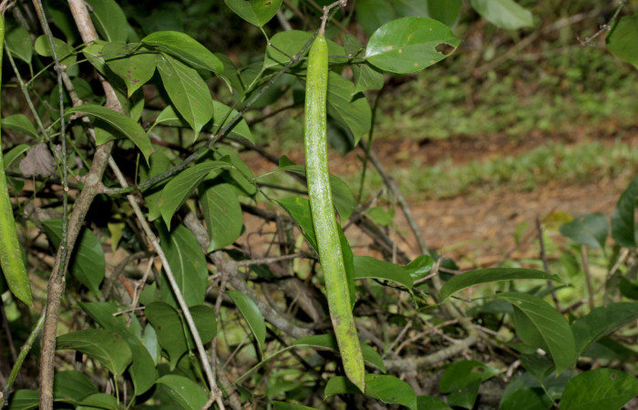 Fig. 17. Fruto de <i>Fridericia chica</i>, (Bignoniaceae), vista lateral, Area Conservación Guanacaste, Estación Pitilla. Fotografía: Calixto Moraga, 28 Set 2024.