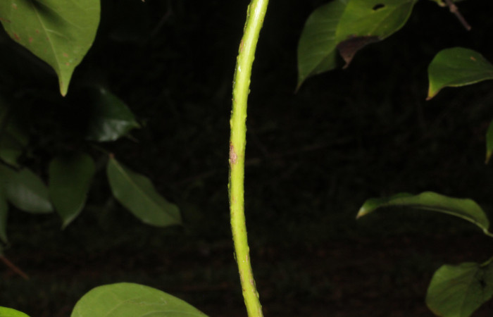 Fig.18  Fruto de <i>Fridericia chica</i>, (Bignoniaceae), vista del costado, Area Conservación Guanacaste, Estación Pitilla. Fotografía: Calixto Moraga, 28 Set 2024.