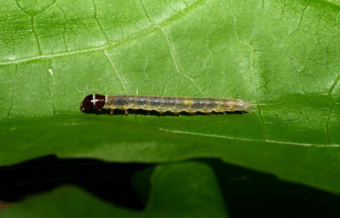 Fig. 19. Larva de <i>Platynota subargentea</i>, (Tortricidae), Area Conservación Guanacaste. Voucher: 09-SRNP-55403-DHJ451893.jpeg.