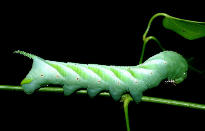 Fig. 20. Larva de <i>Manduca florestan</i>, (Sphingidae), Area Conservación Guanacaste. Voucher: 09-SRNP-56410-DHJ456964.jpg.