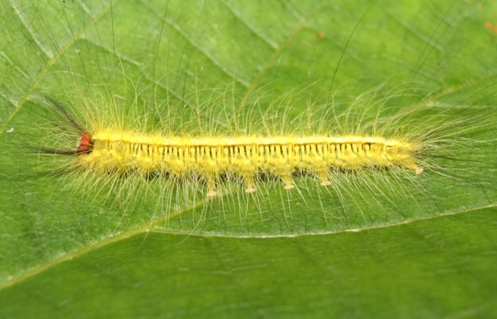 Fig.21. Larva de <i>Apatelodes tuisa</i>, (Apatelodidae), Area Conservación Guanacaste. Voucher:  13-SRNP-71613-DHJ703285.jpg.