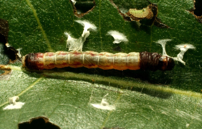 Fig.22. Larva de <i>Gonionota fimbriata</i>, (Depressaridae), Area Conservación Guanacaste. Voucher:  14-SRNP-65009-DHJ488054.jpg.