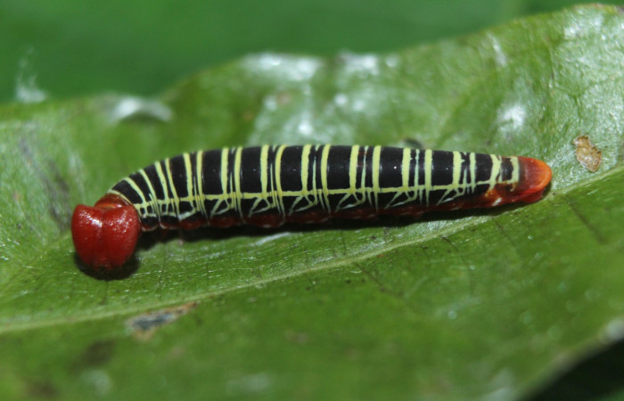 Fig. 23. Larva de <i>Ectomis caunus</i>, (Hesperiidae), Area Conservación Guanacaste. Voucher:  15-SRNP-72243-DHJ732073.jpg.