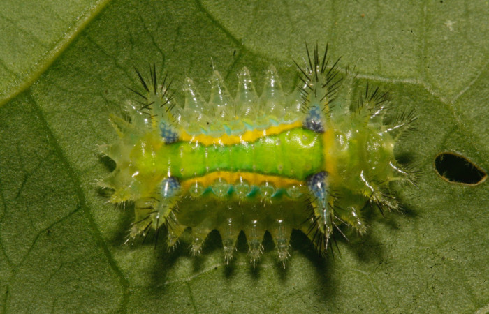 Fig. 24. Larva de <i>Parasa sandrae </i>, (Limacodidae), Area Conservación Guanacaste. Voucher:  17-SRNP-27146-DHJ731305.jpg.