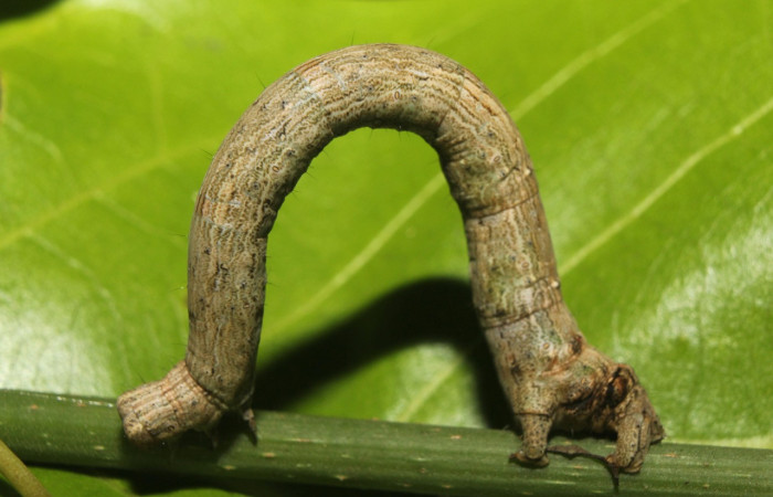 Fig. 25. Larva de <i>Pero amanda</i>, (Geometridae), Area Conservación Guanacaste. Voucher:  17-SRNP-72276-DHJ738708.jpg.