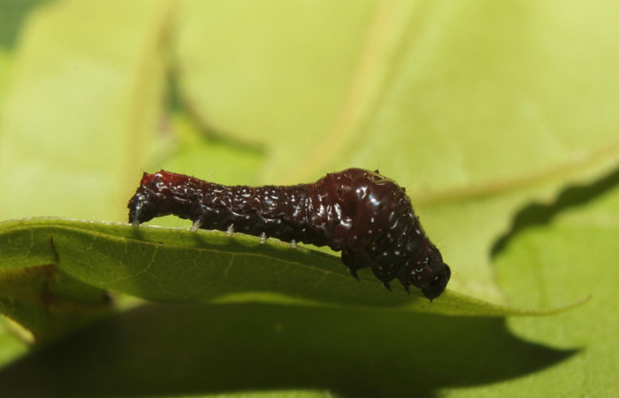 Fig. 26. Larva de (Uraniidae), especie desconocida, Area Conservación Guanacaste. Voucher:  17-SRNP-72428-DHJ738801.jpg.