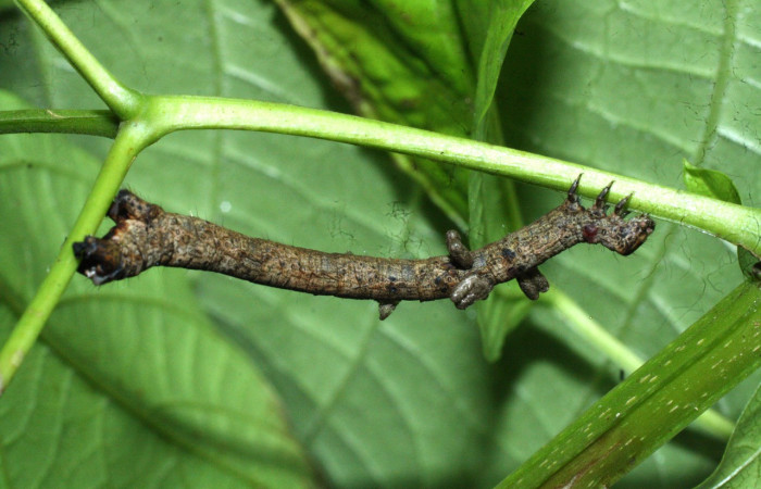 Fig. 27. Larva de <i>Prochoerodes marciana</i> (Geometridae), Area Conservación Guanacaste. Voucher: 18-SRNP-20355-DHJ711131.jpg.