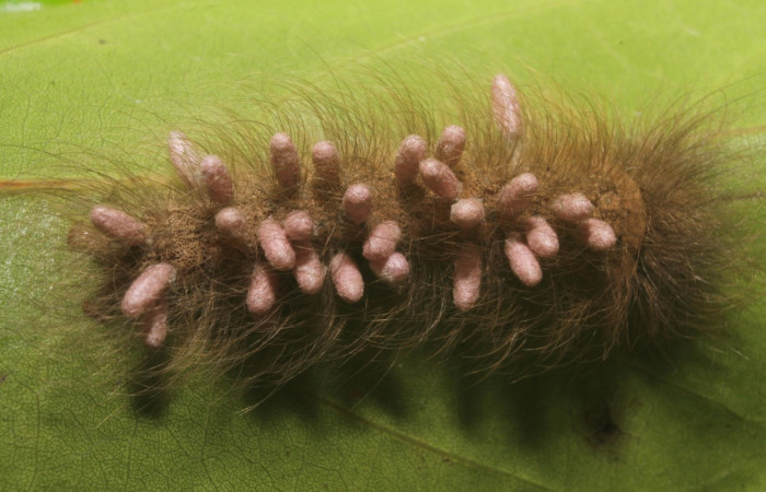 Fig. 28. Larva de <i>Olceclostera bifenestrata</i> (Apatelodidae), Area Conservación Guanacaste. Voucher: 18-SRNP-45810-DHJ718942.jpg.