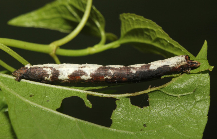 Fig. 29. Larva de <i>Paragonia arbocala</i> (Geometridae), Area Conservación Guanacaste. Voucher: 18-SRNP-70708-DHJ742003.jpg.