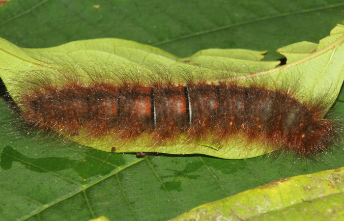 Fig. 30. Larva de <i>Ephoria lybia</i> (Apatelodidae), Area Conservación Guanacaste. Voucher: 19-SRNP-71180-DHJ751946.jpg.