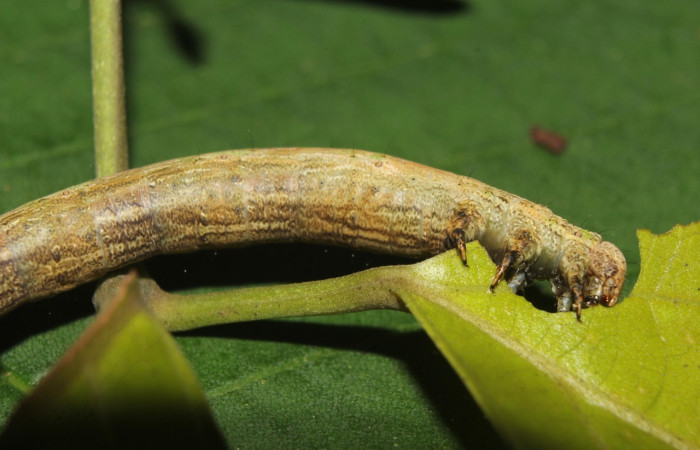 Fig. 31. Larva de <i>Pero bleuzeni</i> (Geometridae), Area Conservación Guanacaste. Voucher: 19-SRNP-71185-DHJ751982.jpg.