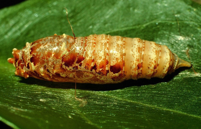 Fig. 32. Larva de <i>Ectomis caunus </i> (Hesperiidae), Area Conservación Guanacaste. Voucher: 93-SRNP-6356-DHJ26197.jpg.