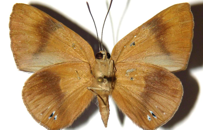 Fig.4. Adulto de <i>Theope</i> virgiliusDHJ03 en posición ventral. Voucher : 03-SRNP-13963-DHJ359365.jpg.