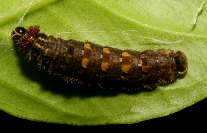 Fig.13. Larva de <i>Theope phaeo</i>, vista dorsal, último estado. Voucher : 06-SRNP-33859-DHJ416421.jpg.  