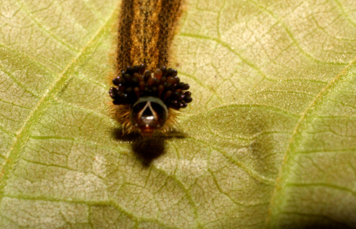 Fig.7. Larva de <i>Theope publius</i>, vista cabeza. Voucher : 07-SRNP-65852-DHJ435288.jpg.