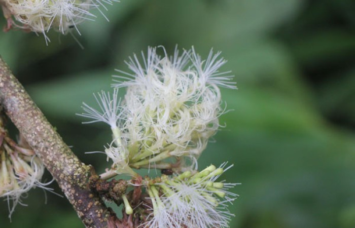 Figura. 10 Flor en rama, <i>Inga samanensis</i>, (Fabaceae). Area de Conservación Guanacaste, Sector Rincón  Rain Forest, San Cristóbal, (elevación 670 metros), colectada el 13 de diciembre 2024. Foto, Jorge Hernández.