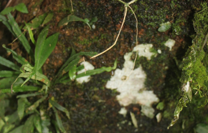 Figura. 11 Corteza, <i>Inga samanensis</i>, (Fabaceae). Area de Conservación Guanacaste, Sector Rincón  Rain Forest, San Cristóbal, (elevación 670 metros), colectada el 13 de diciembre 2024. Foto, Jorge Hernández.