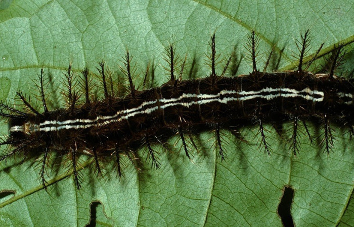 Figura. 12 Larva <i>Hylesia continua</i>, (Saturniidae), posición dorsal entero  alimentándose en <i>Inga samanensis</i>, (Fabaceae). (03-SRNP-5969-DHJ73988.jpg).