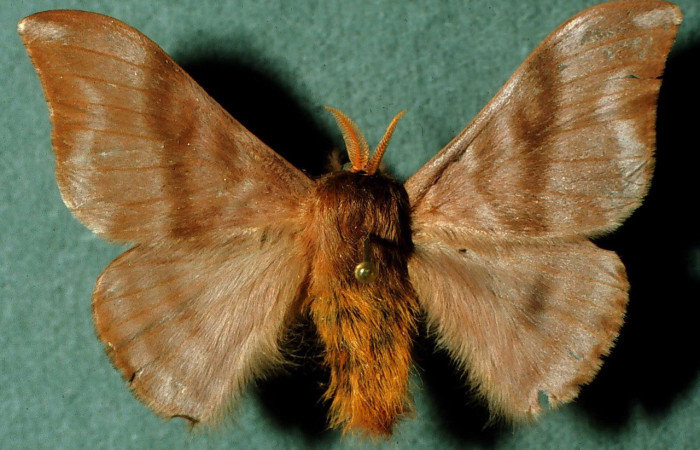 Figura. 13 Adulto <i>Hylesia continua</i>, (Saturniidae), posición vista dorsal  entero. (INBioCRI002220517).