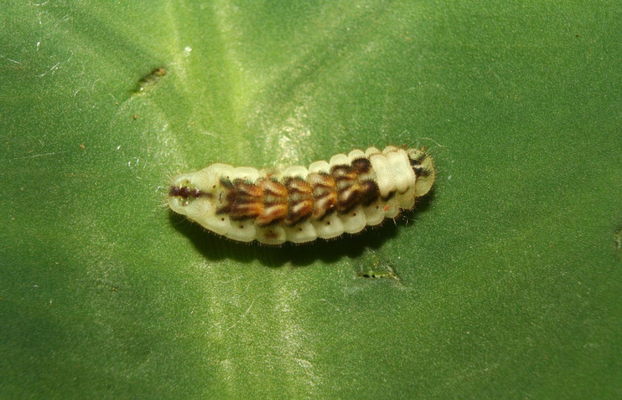 Figura. 14 Larva <i>Iaspis andersoni</i>, (Lycaenidae), posición dorsal entero  alimentándose en <i>Inga samanensis</i>, (Fabaceae). (13-SRNP-70650-DHJ702324.jpg).