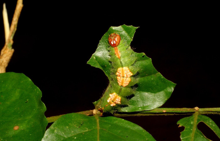 Figura. 16 Larva <i>Rosema deolis</i>, (Notodontidae), posición dorsal entero  alimentándose en <i>Inga samanensis</i>, (Fabaceae). (07-SRNP-42140-DHJ427816.jpg).