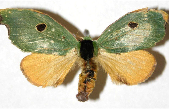 Figura. 17 Adulto <i>Rosema deolis</i>, (Notodontidae), posición vista dorsal  entero. (04-SRNP-60585-DHJ311326).