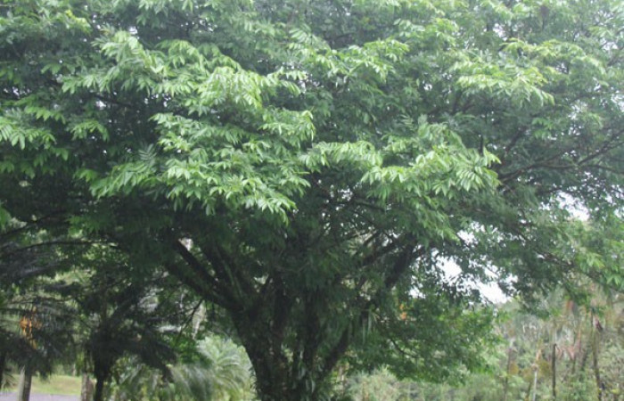 Figura. 1 Habitad, <i>Inga samanensis</i>, (Fabaceae). Area de Conservación Guanacaste, Sector Rincón  Rain Forest, San Cristóbal , (elevación 670 metros), colectada el 13 de diciembre 2024. Foto, Jorge  Hernández.