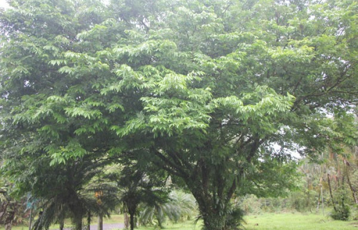 Figura. 2 Habitad, <i>Inga samanensis</i>, (Fabaceae). Area de Conservación Guanacaste, Sector Rincón  Rain Forest, San Cristóbal , (elevación 670 metros), colectada el 13 de diciembre 2024. Foto, Jorge  Hernández. Figura. 3 Posición hojas, <i>Inga samanensis</i>, (Fabaceae). Area de Conservación Guanacaste, Sector Rincón  Rain Forest, San Cristóbal , (elevación 670 metros), colectada el 13 de diciembre 2024. Foto, Jorge  Hernández.