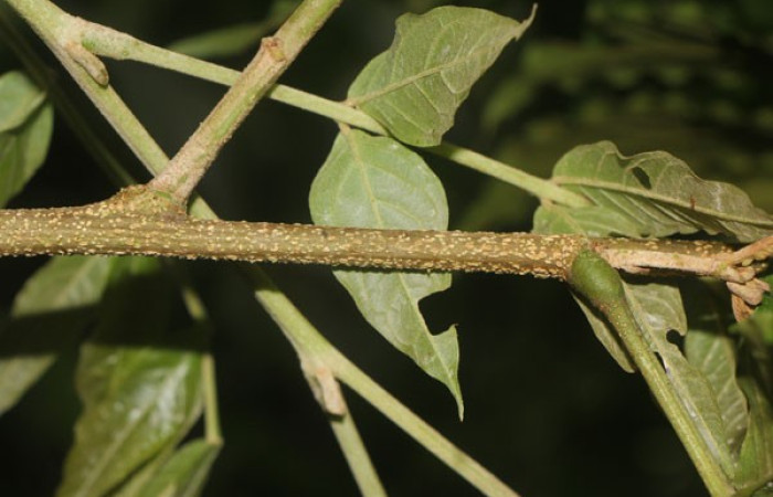 Figura. 3 Posición hojas, <i>Inga samanensis</i>, (Fabaceae). Area de Conservación Guanacaste, Sector Rincón  Rain Forest, San Cristóbal , (elevación 670 metros), colectada el 13 de diciembre 2024. Foto, Jorge  Hernández.